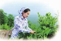 LETOU乐投,油茶莳植生产加工销售,植物油莳植生产加工销售