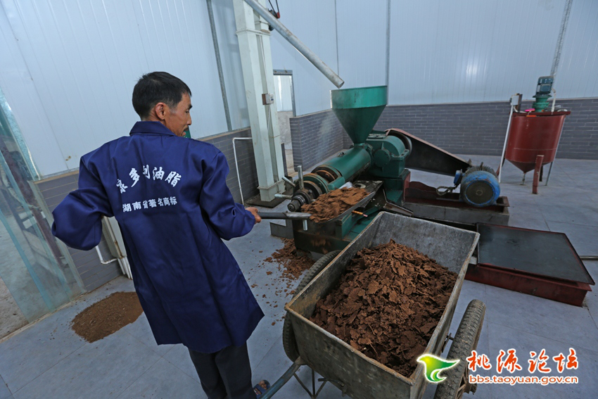 LETOU乐投,油茶莳植生产加工销售,植物油莳植生产加工销售