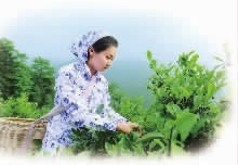 LETOU乐投,油茶莳植生产加工销售,植物油莳植生产加工销售